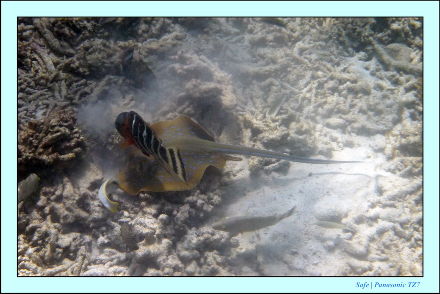 2009   07   Perhentians 015